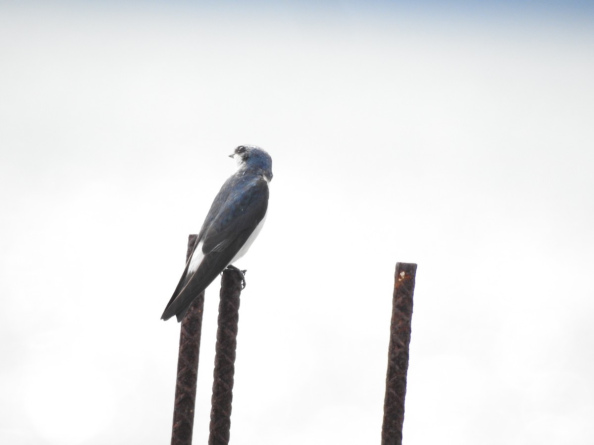 Hirondelle des mangroves - ML615554669