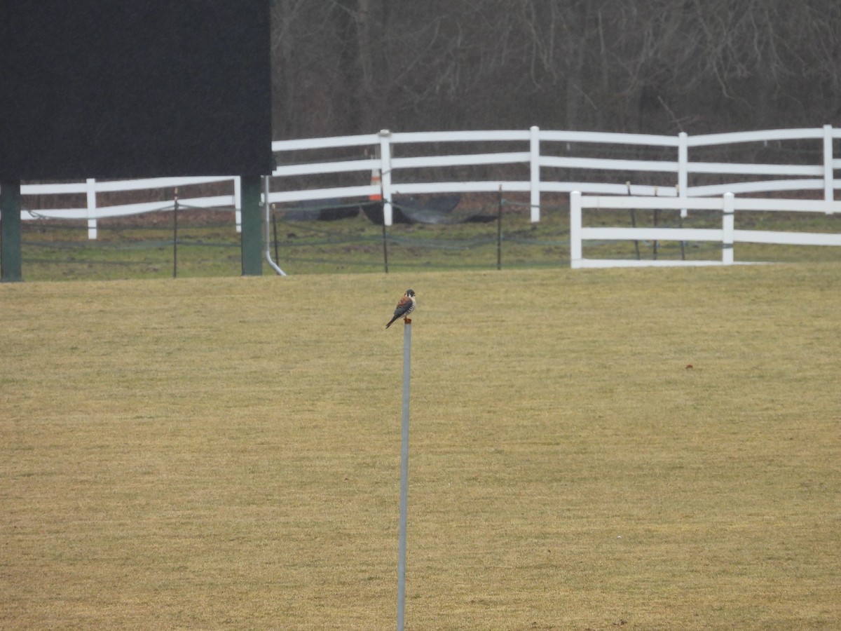 American Kestrel - Louise Ruggeri