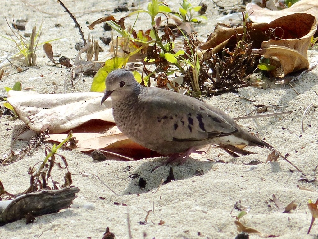 Common Ground Dove - Rick Taylor