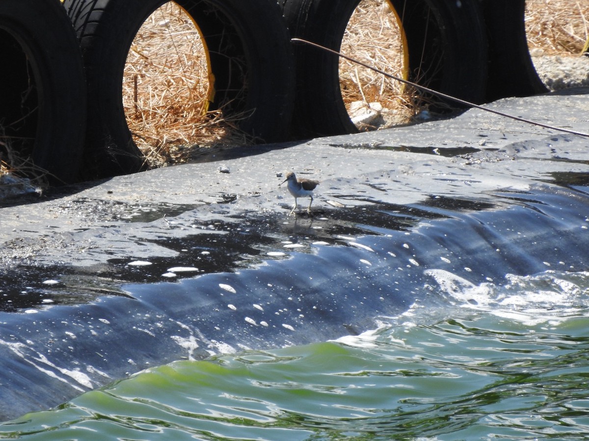 Spotted Sandpiper - leanne grieves