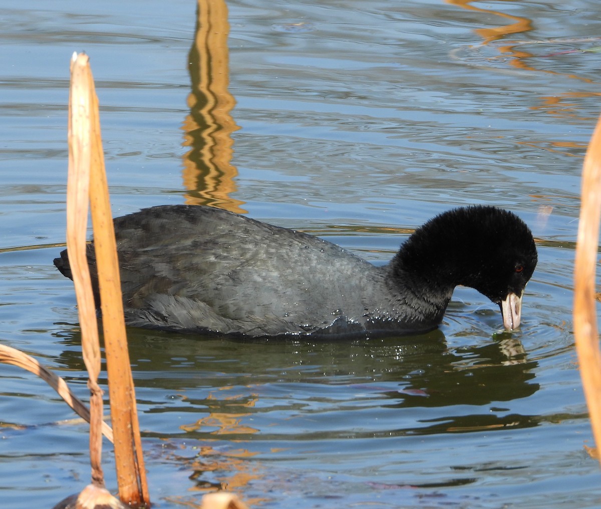 Eurasian Coot - ML615554719