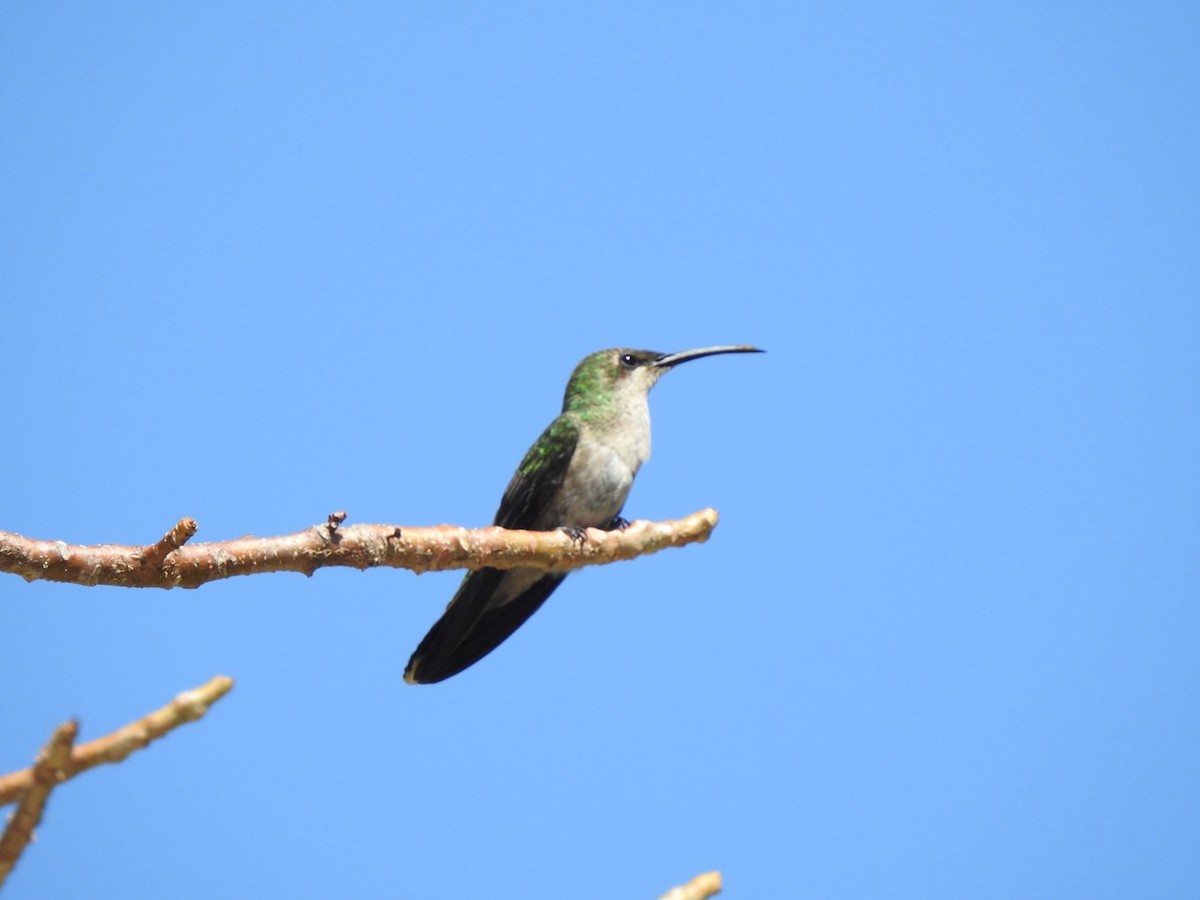 kolibřík hispaniolský - ML615554756