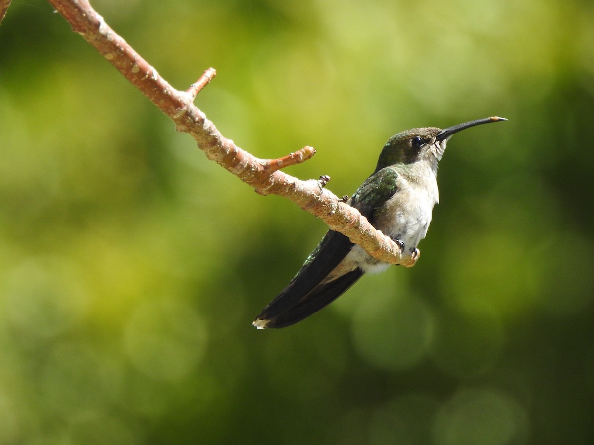 Dominikanermangokolibri - ML615554759