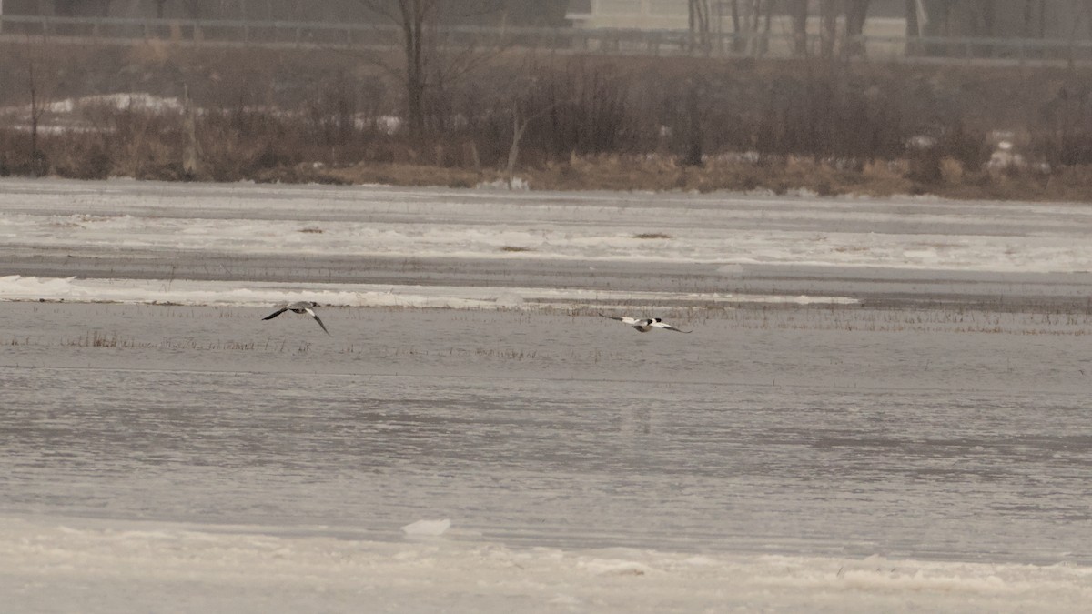 Common Merganser - ML615554775