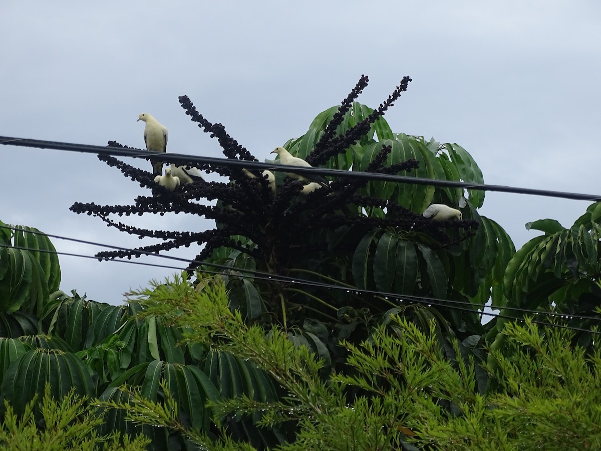 Pied Imperial-Pigeon - ML615554822