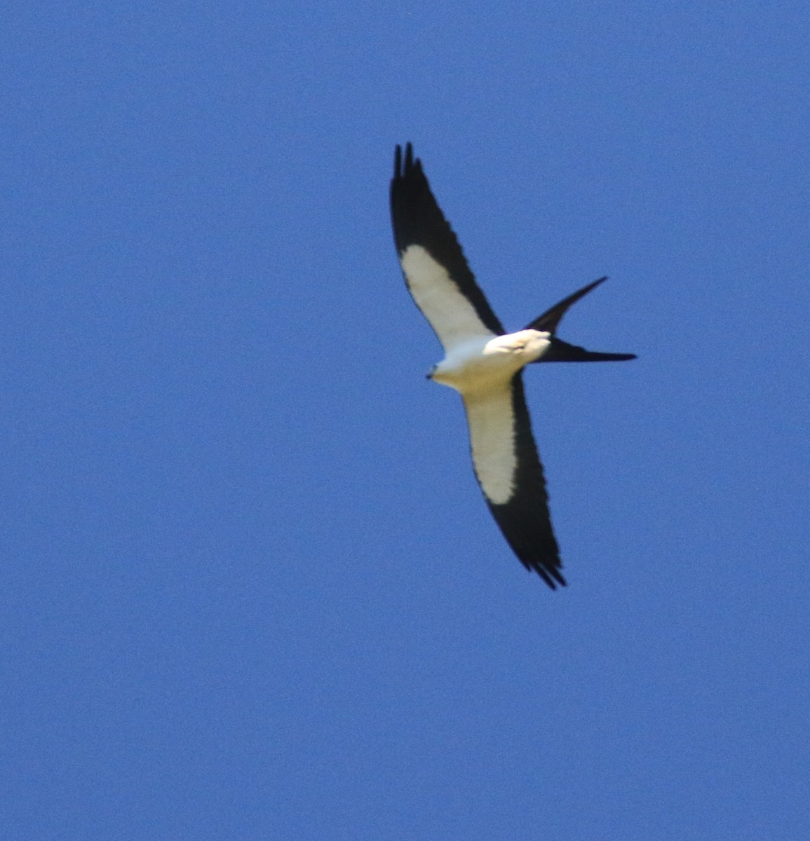 Swallow-tailed Kite - ML615554824