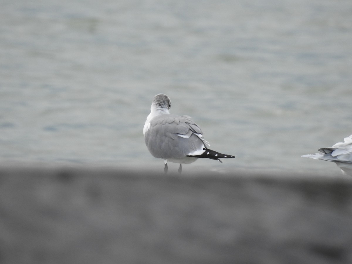 Mouette atricille - ML615554838
