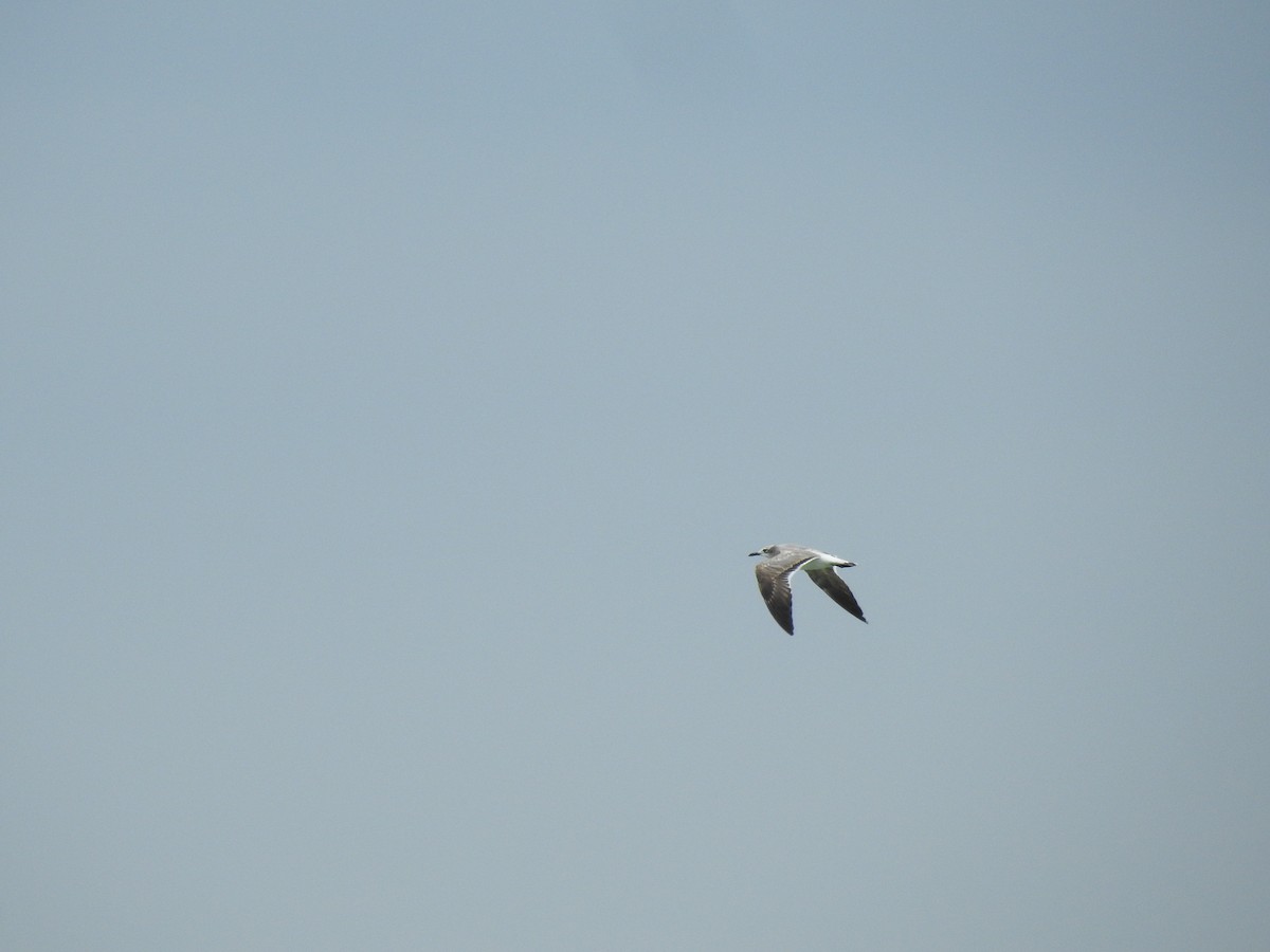 Mouette de Franklin - ML615554900