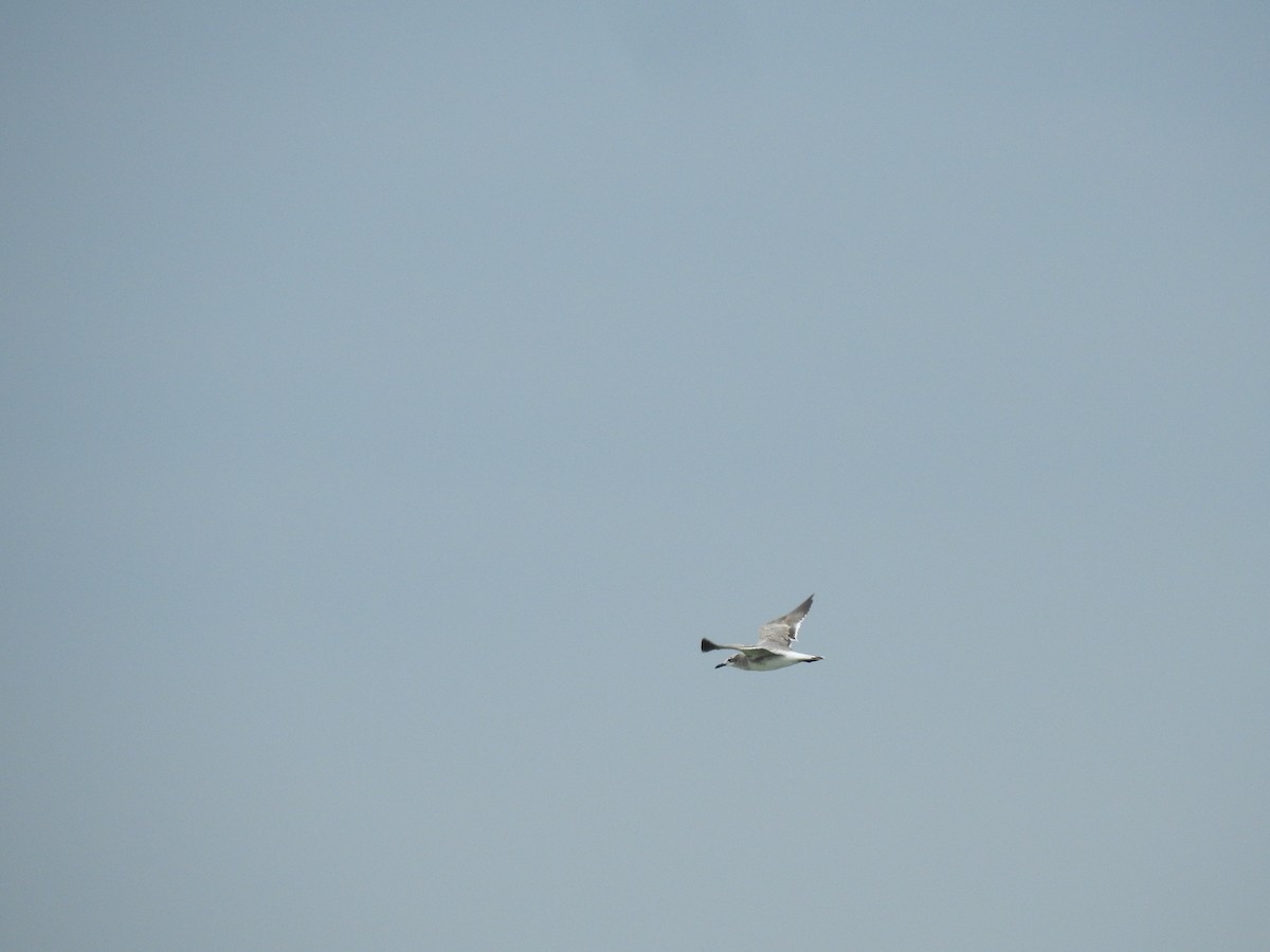 Mouette de Franklin - ML615554901