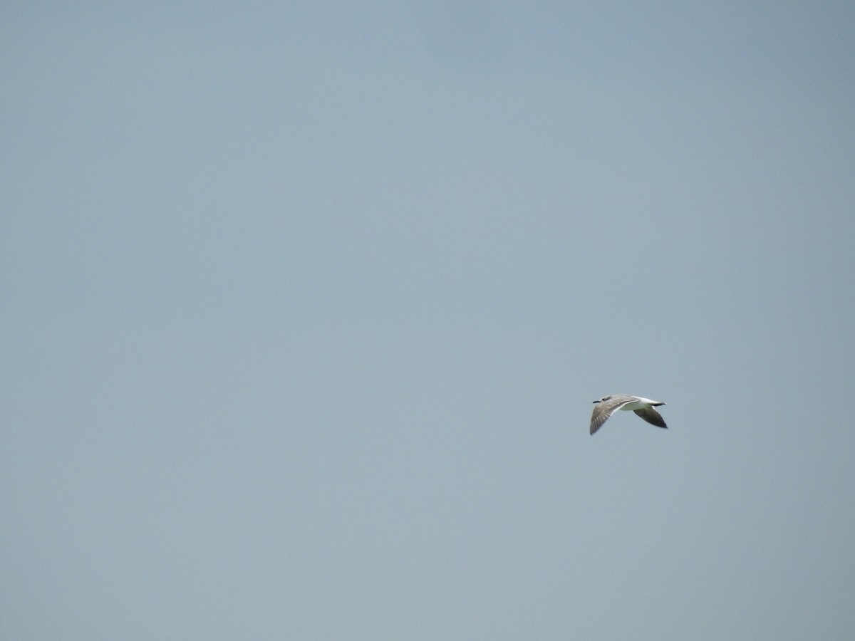 Mouette de Franklin - ML615554902
