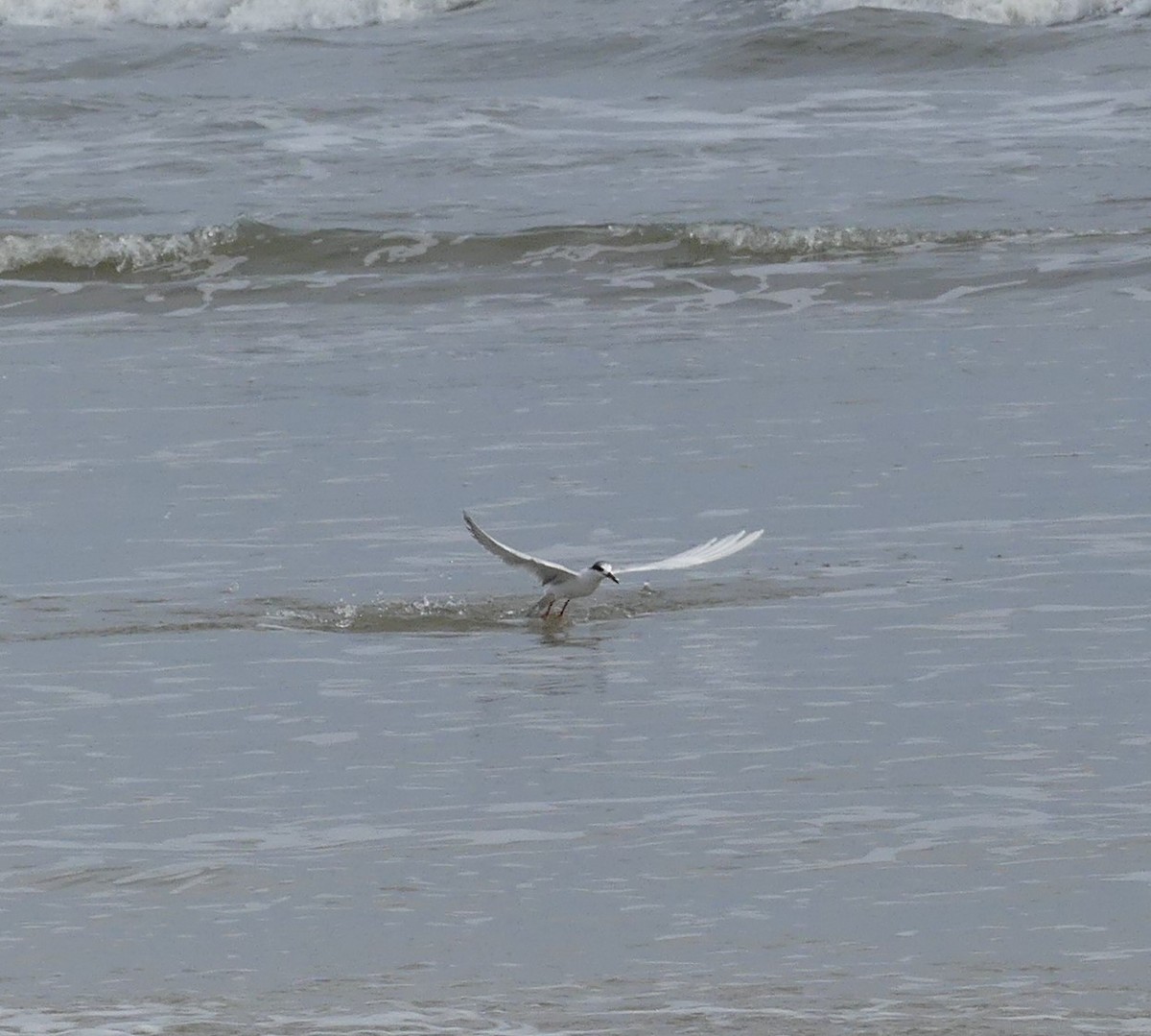 Forster's Tern - ML615554959