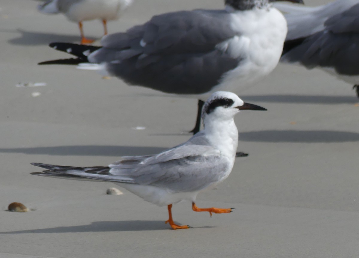 Forster's Tern - ML615554961