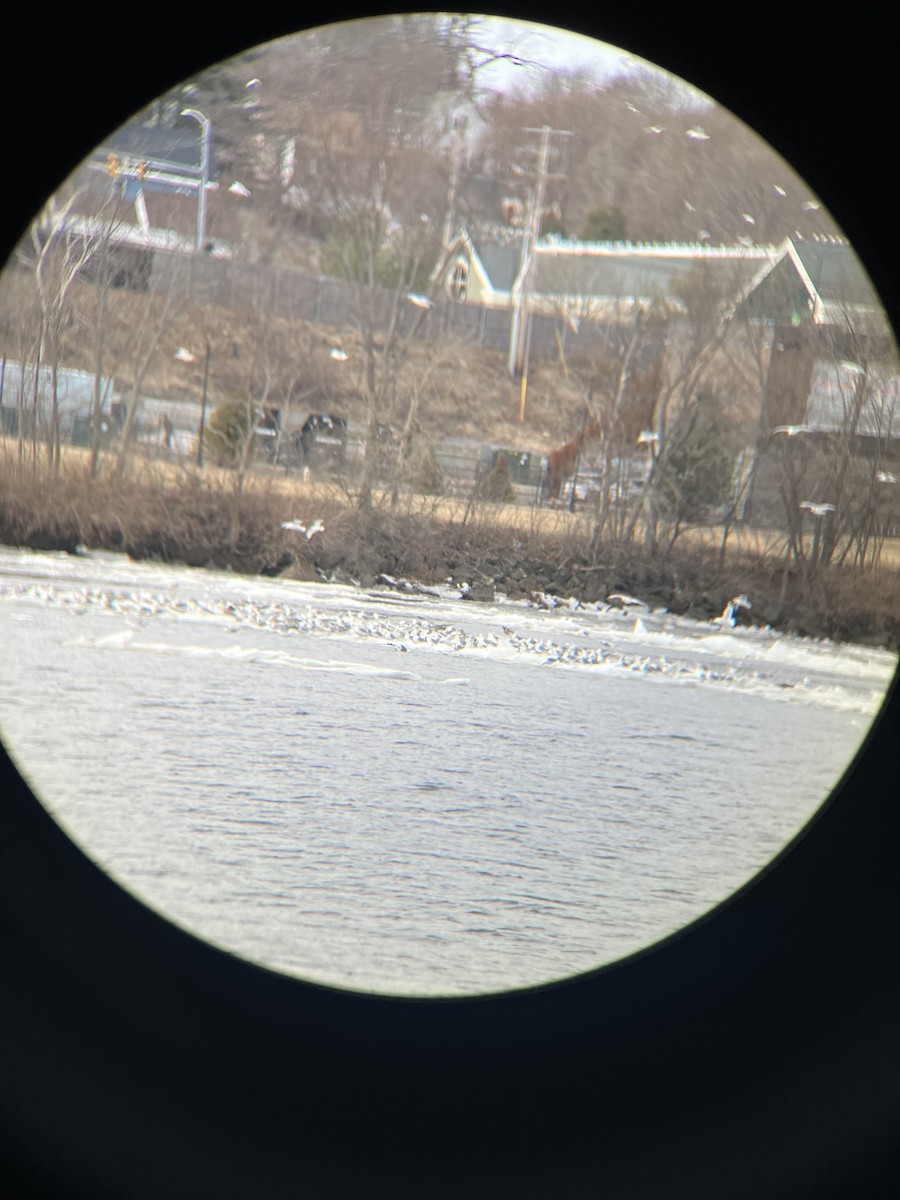 Herring Gull - ML615554997