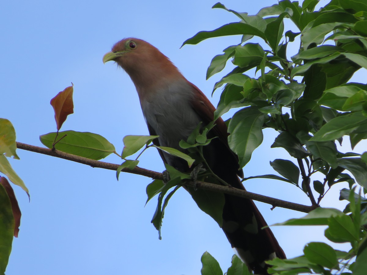 Squirrel Cuckoo - Joshimar Navarro