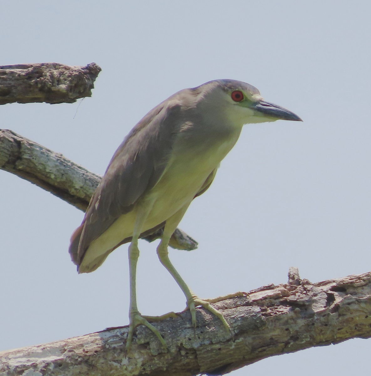 Black-crowned Night Heron - ML615555067