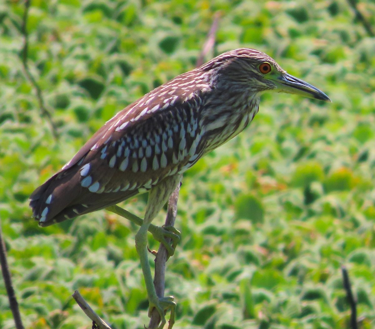 Black-crowned Night Heron - ML615555068