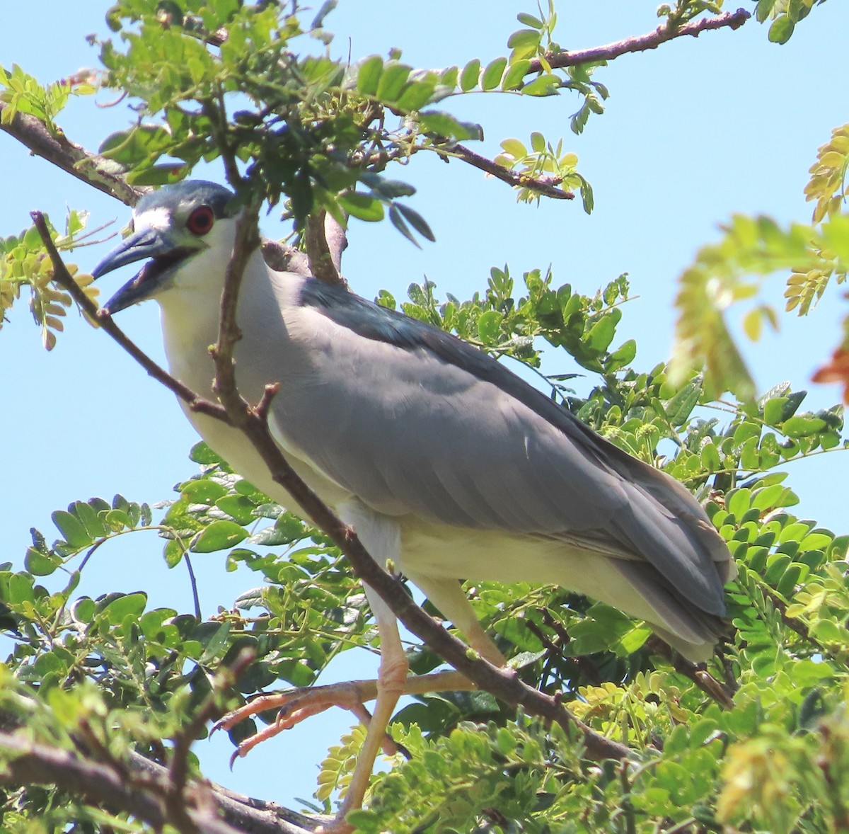 Black-crowned Night Heron - ML615555071