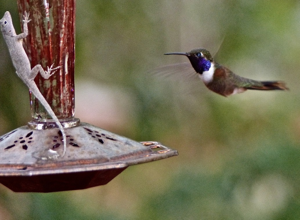 Colibrí de las Bahamas - ML615555072