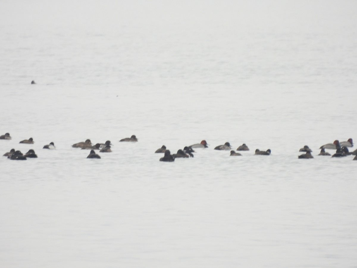 Greater Scaup - ML615555074