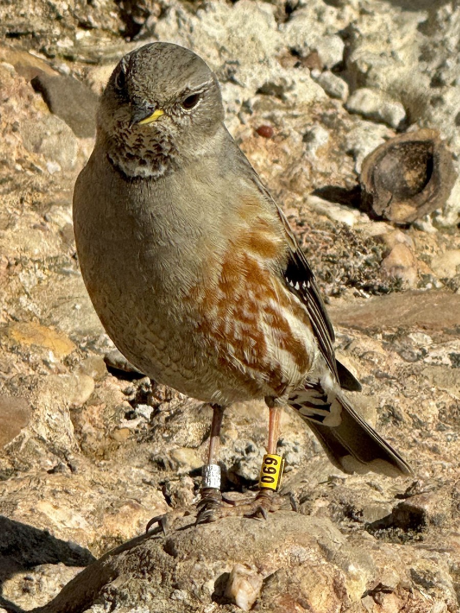 Alpine Accentor - ML615555091