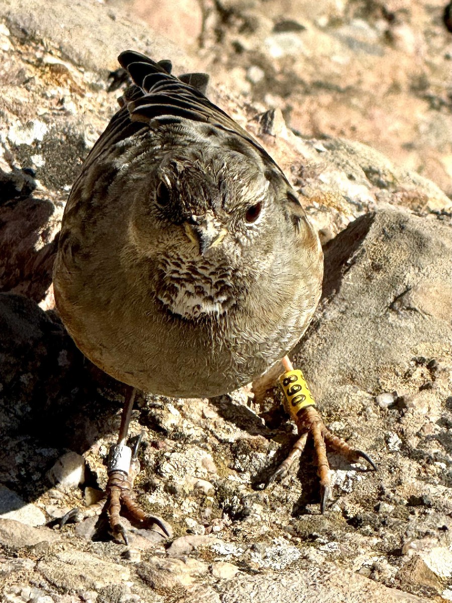 Alpine Accentor - ML615555092