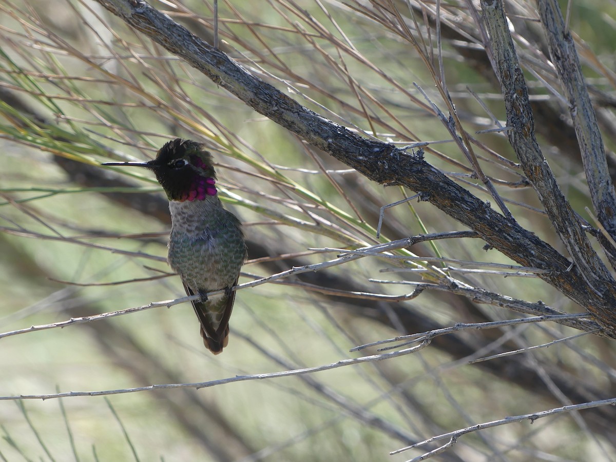 Anna's Hummingbird - ML615555102