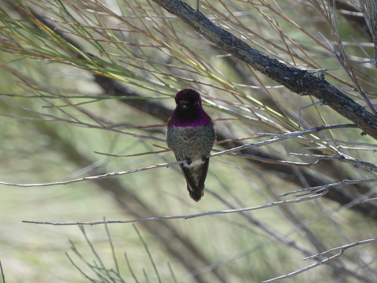 Anna's Hummingbird - ML615555114
