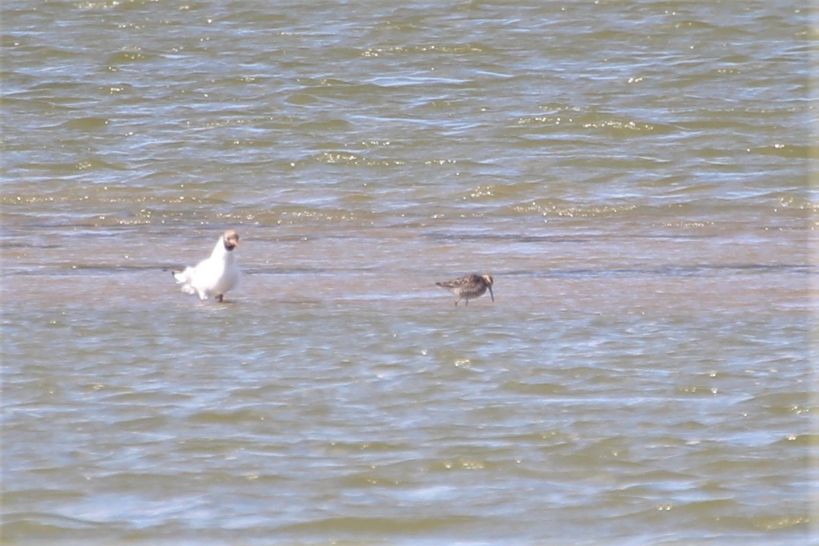 Stilt Sandpiper - ML615555121