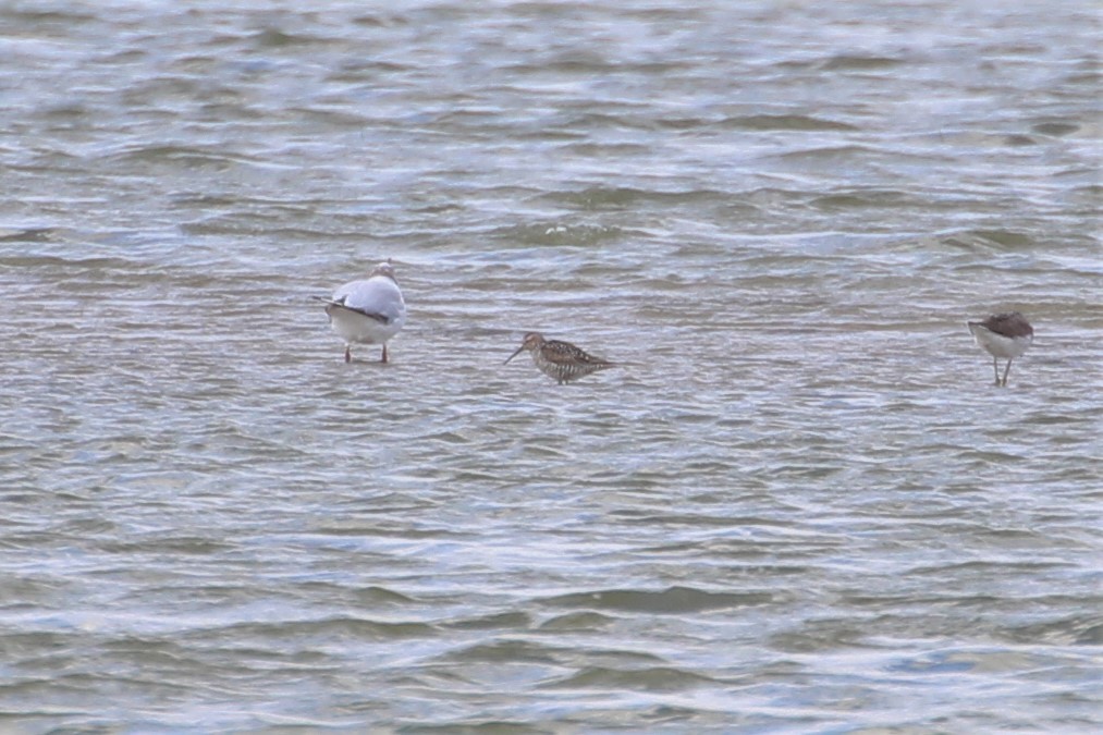 Stilt Sandpiper - ML615555122