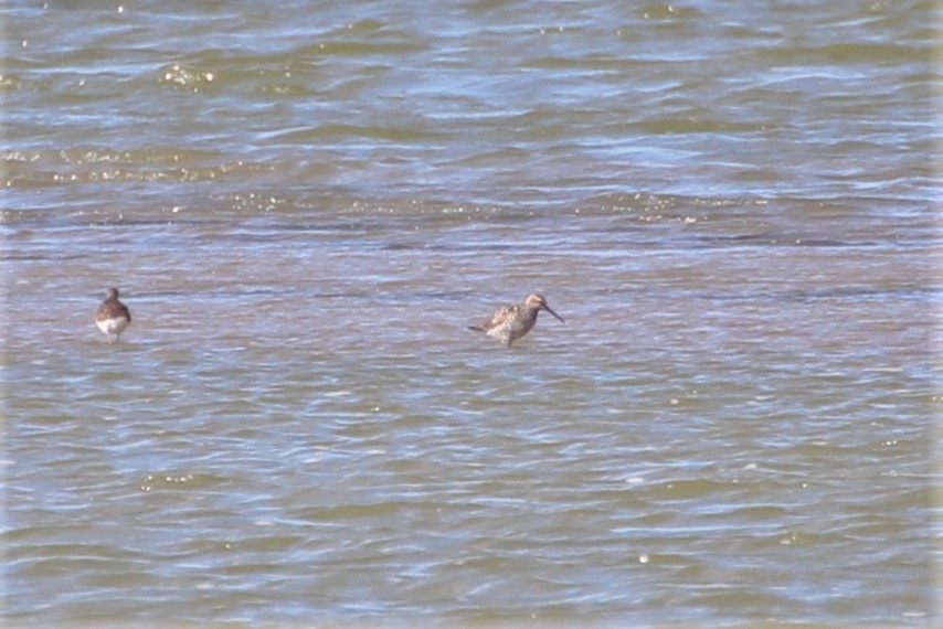 Stilt Sandpiper - ML615555124