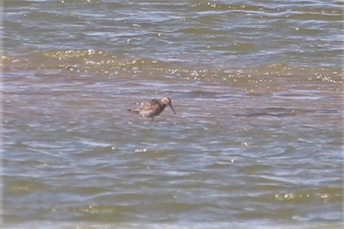 Stilt Sandpiper - ML615555126