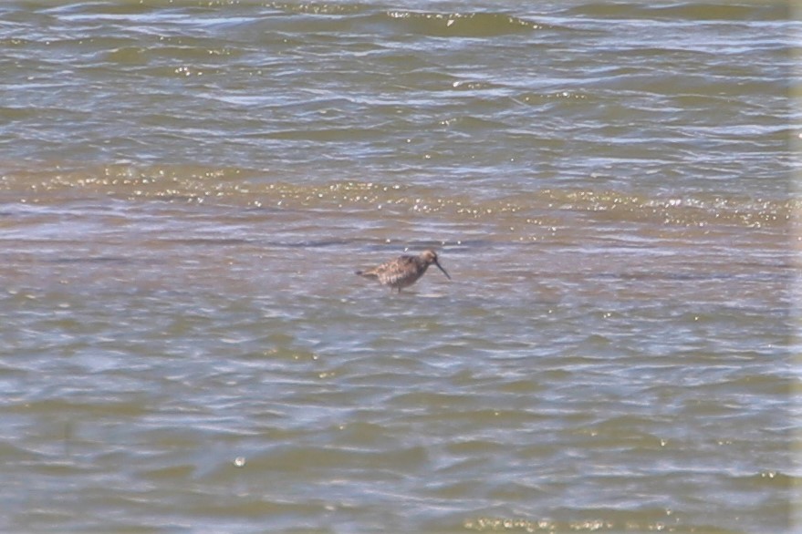 Stilt Sandpiper - ML615555127