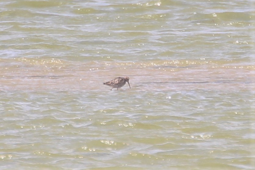 Stilt Sandpiper - ML615555128