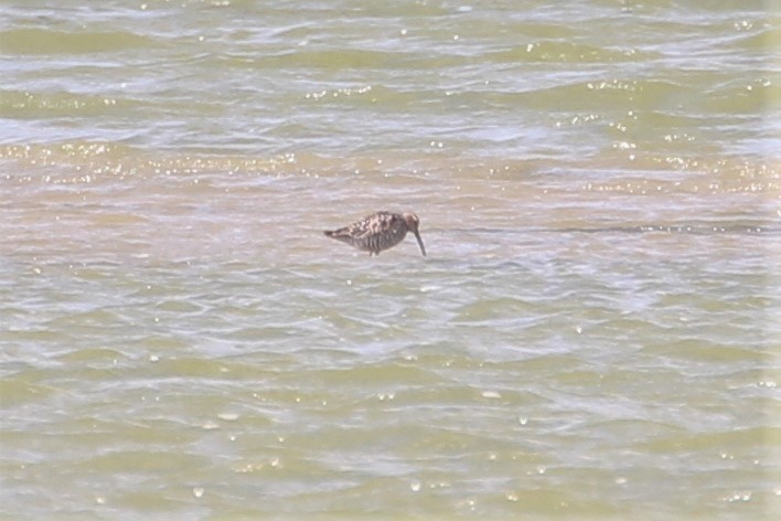 Stilt Sandpiper - ML615555129