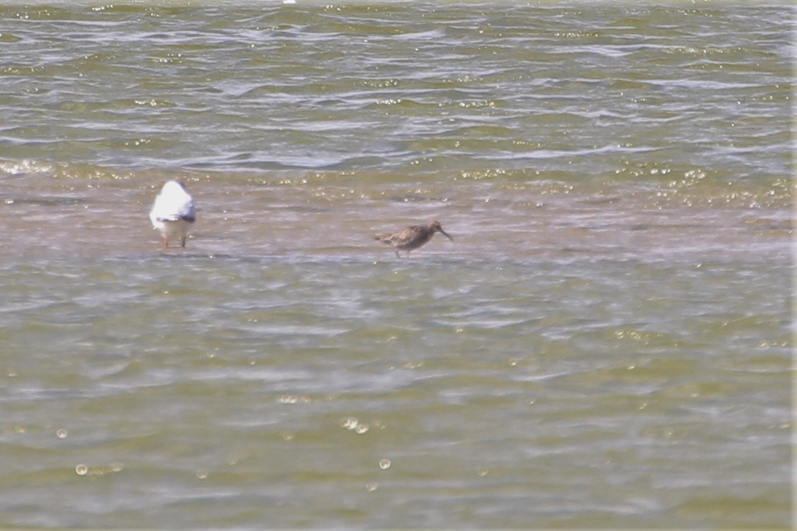 Stilt Sandpiper - ML615555130