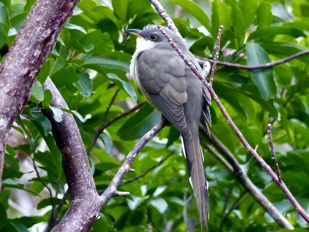 Mangrove Cuckoo - ML615555145