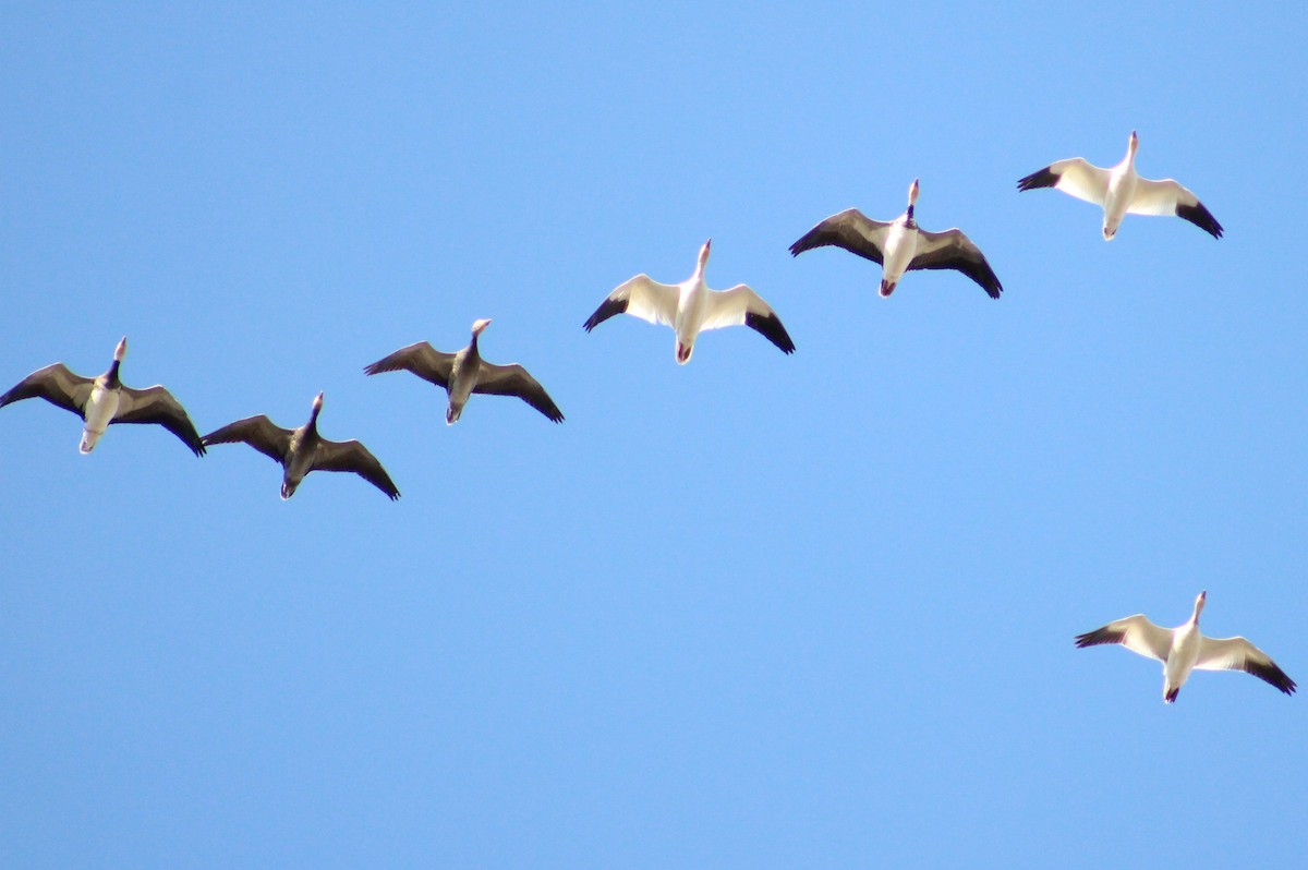 Snow Goose - Soren Zappia