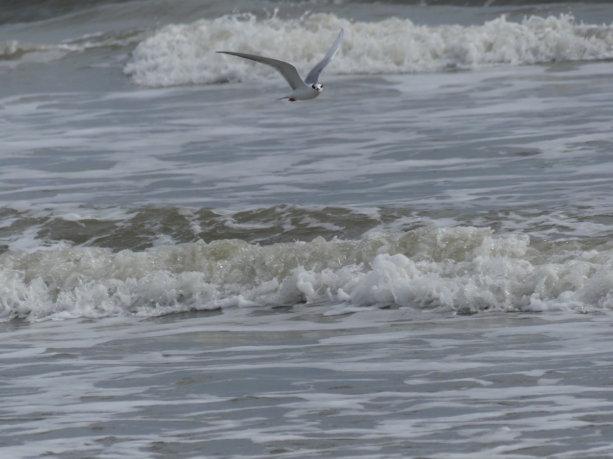 Forster's Tern - ML615555169