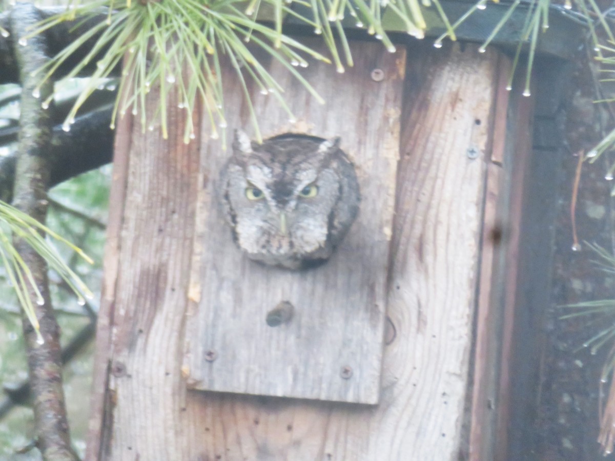 Eastern Screech-Owl - ML615555171