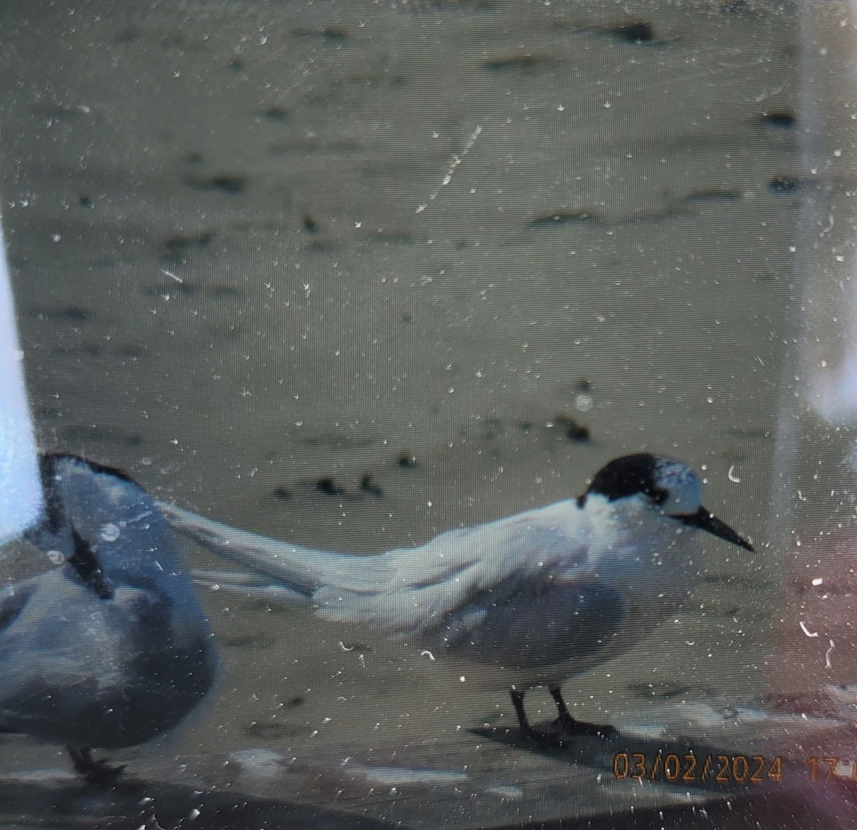 White-fronted Tern - ML615555180