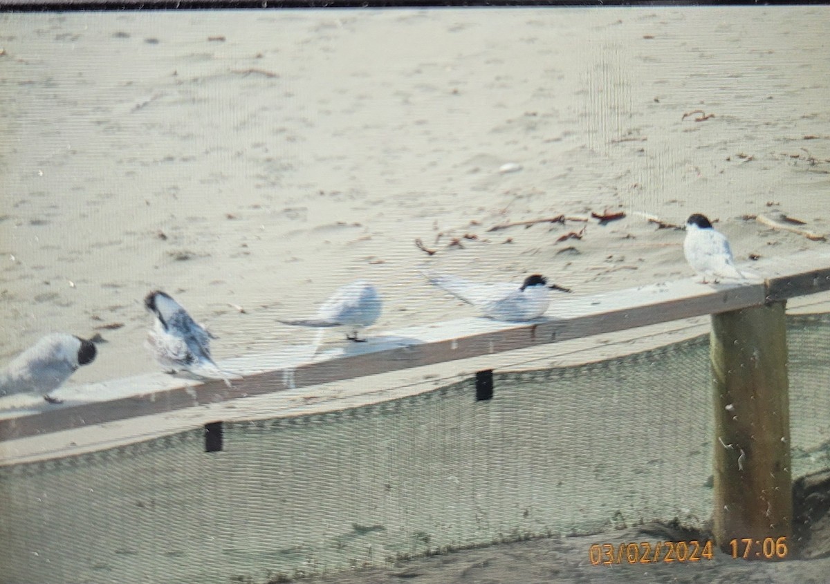 White-fronted Tern - ML615555182