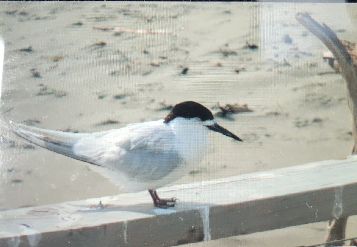 White-fronted Tern - ML615555183