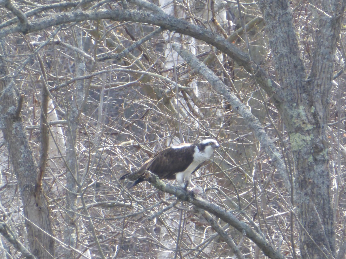 Osprey - ML615555195