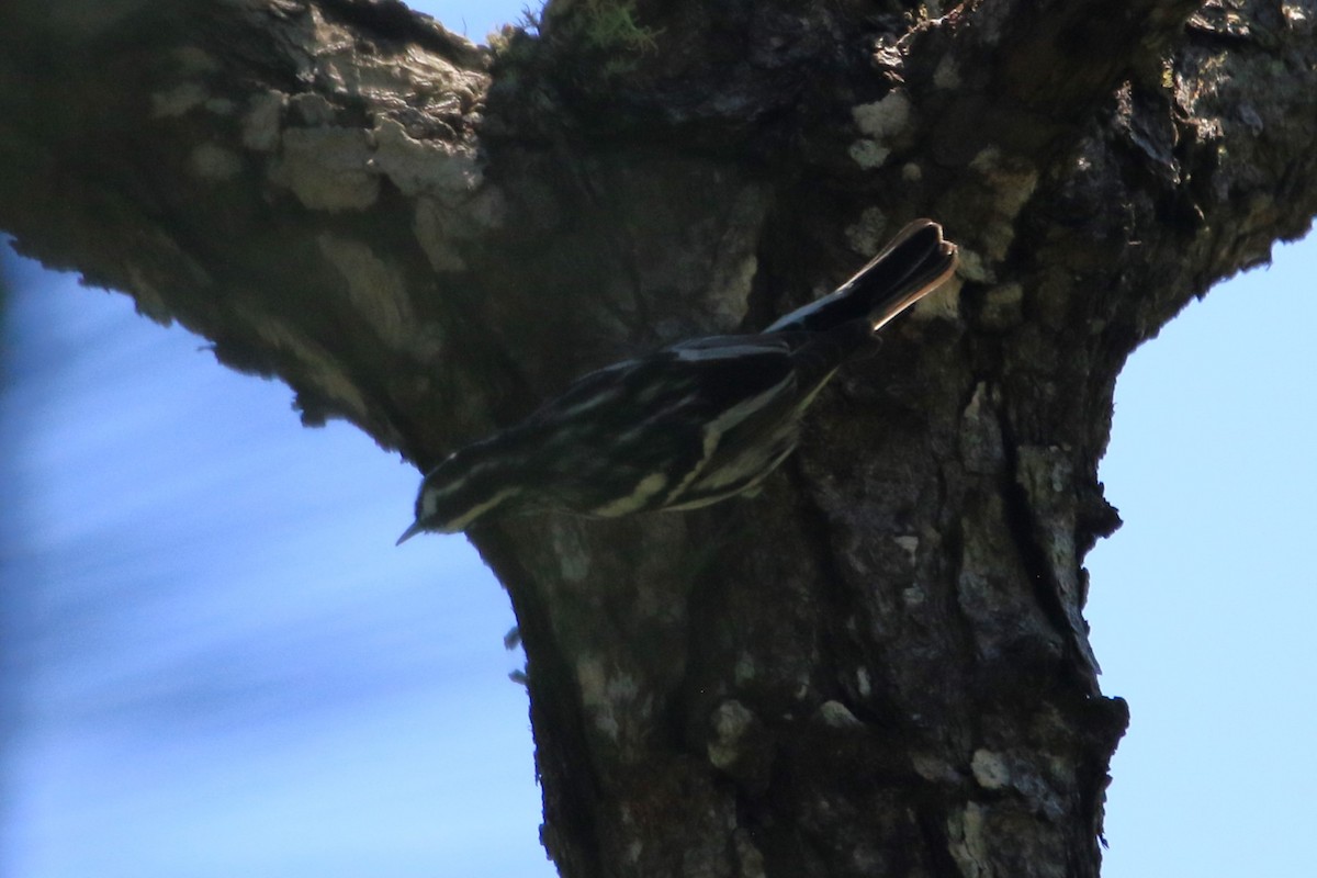 Black-and-white Warbler - ML615555312