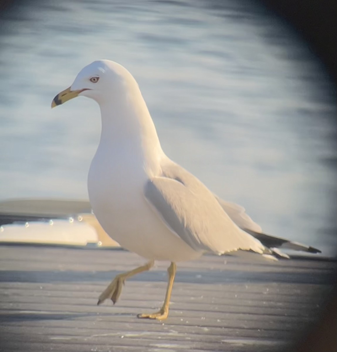 Ring-billed Gull - ML615555324