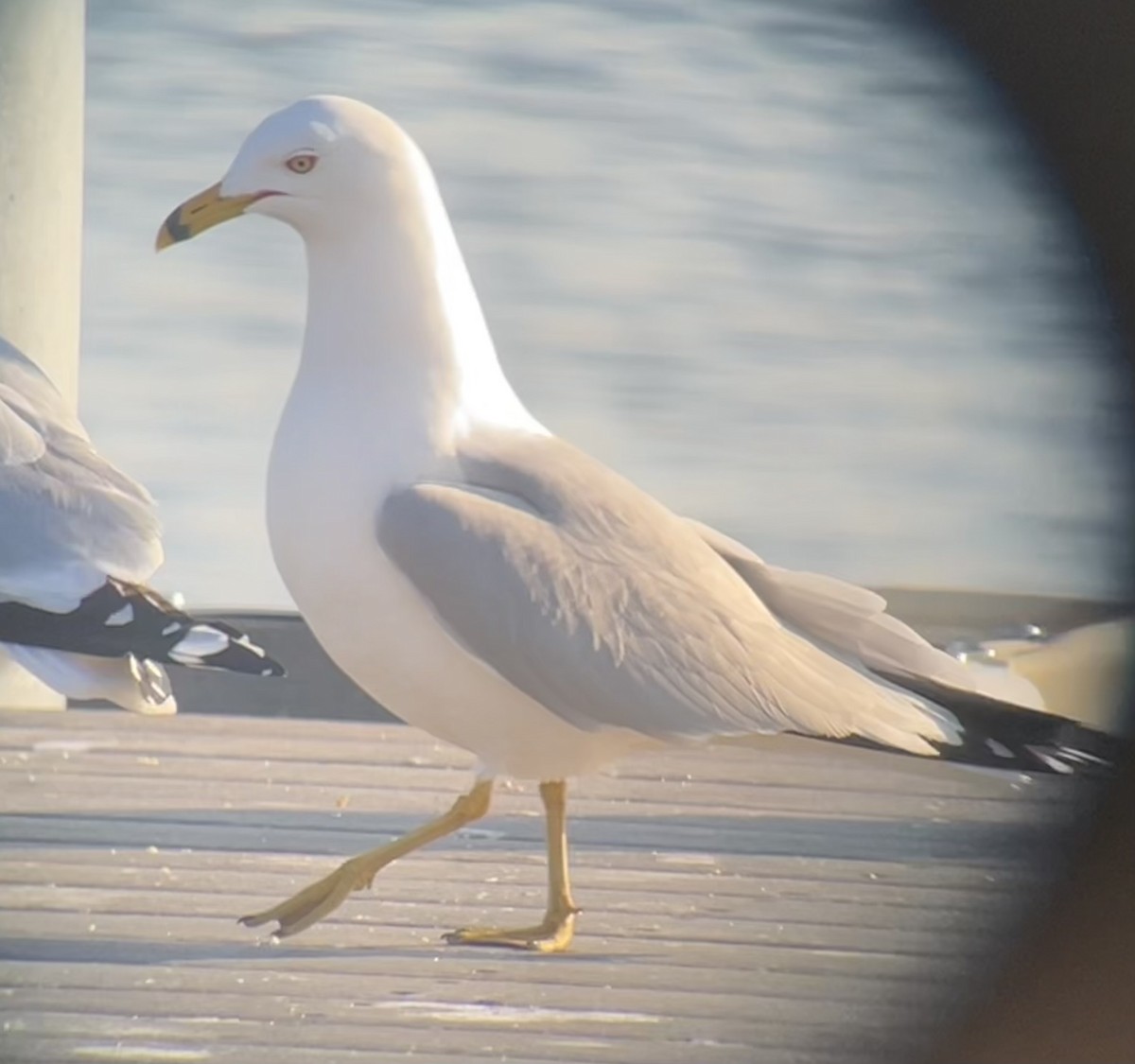 Ring-billed Gull - ML615555325