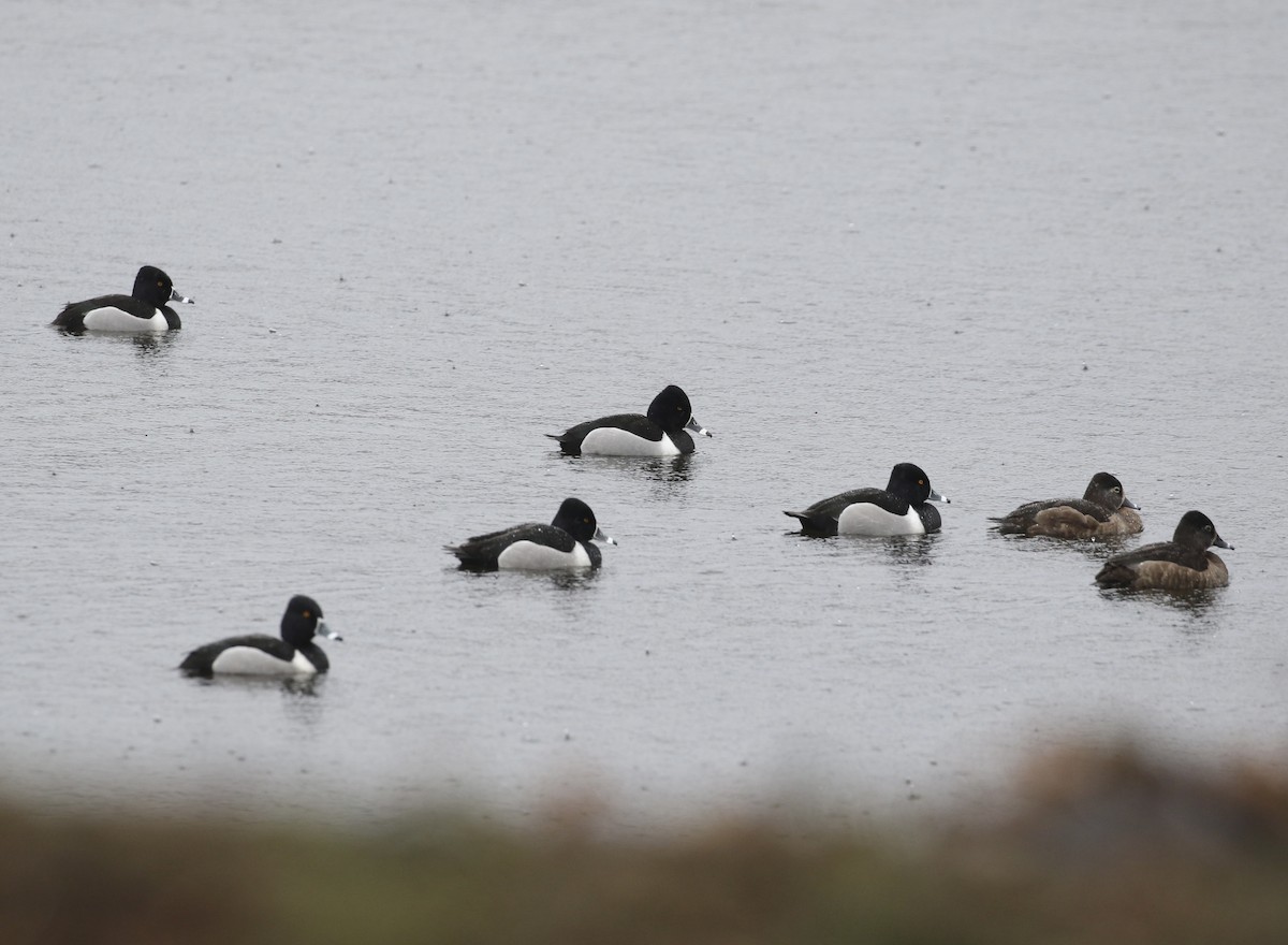 Ring-necked Duck - ML615555352