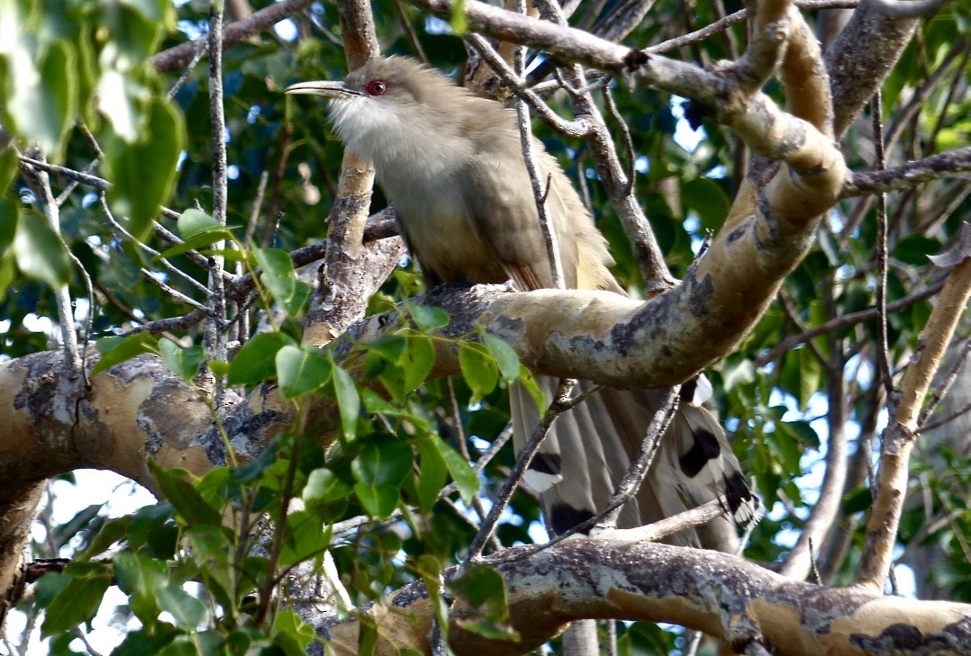 Great Lizard-Cuckoo - ML615555405