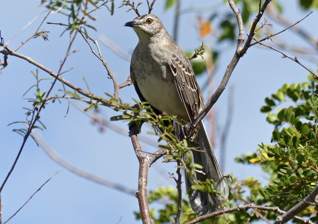 Bahama Mockingbird - ML615555424