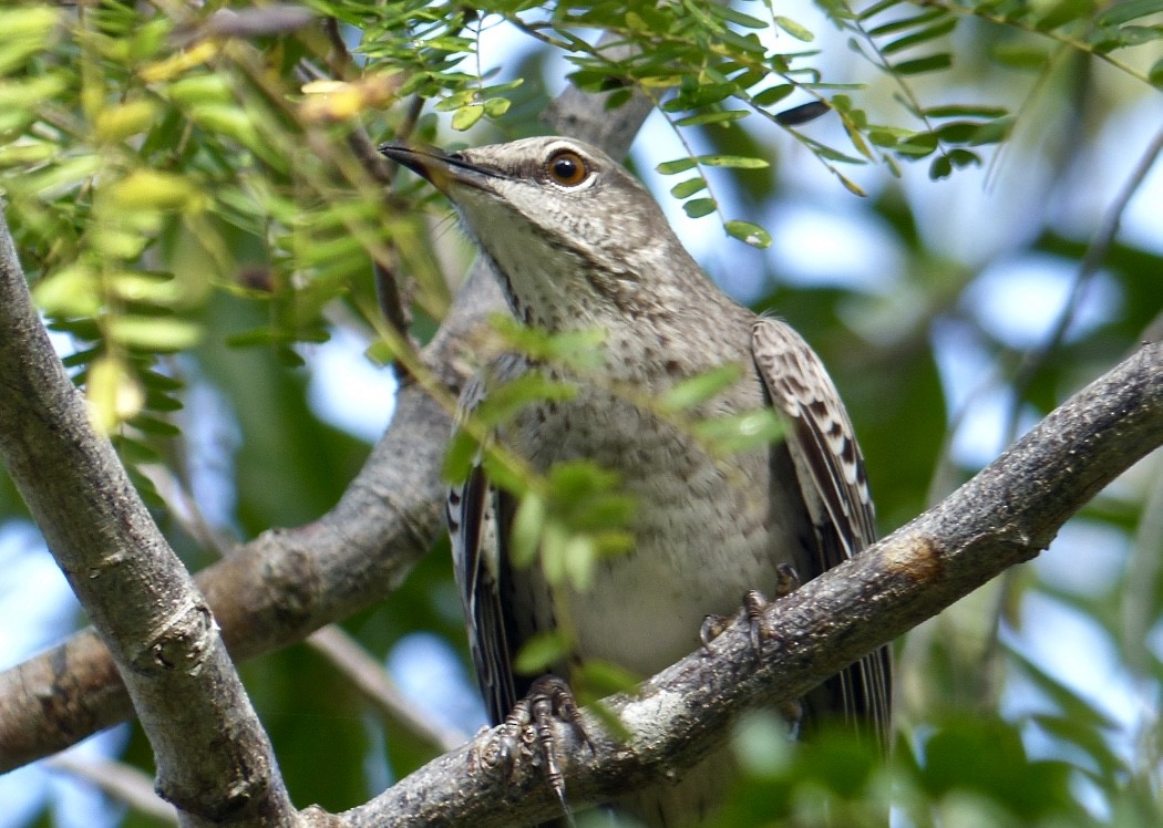 Bahama Mockingbird - ML615555425